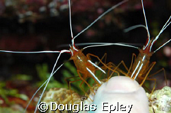 getting a manicure at wakatobi by Douglas Epley 